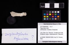 Foto (Objekt + Etikett) von Paguroidea indet.  (NHMW-GEO-2017-0089-0060)